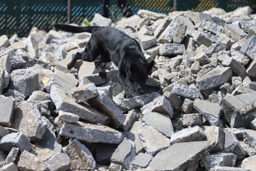 Togo perro especializado en búsqueda de personas