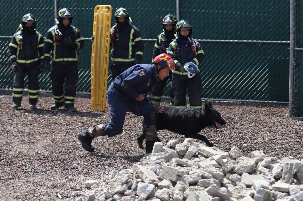 Togo perro de los bomberos de CDMX