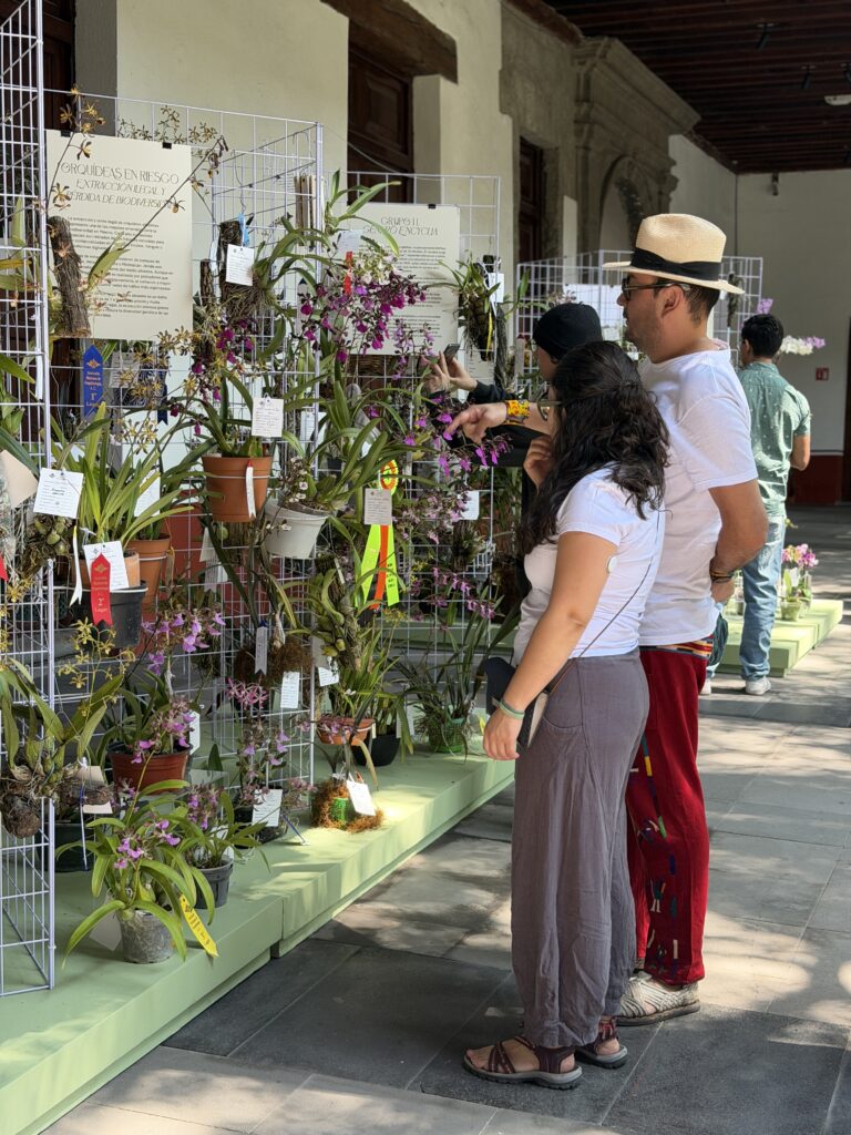 La muestra exhibirá la riqueza natural de Oaxaca a través de sus orquídeas endémicas, permitiendo que el público conozca de cerca la biodiversidad del estado. 