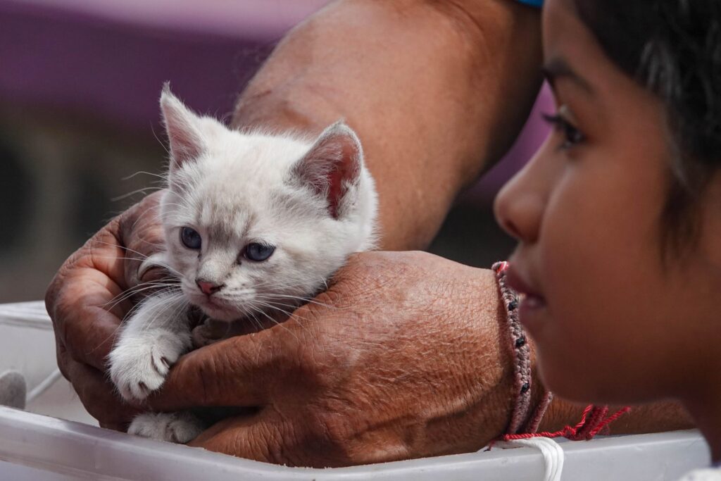 Adopción de perros y gatos en CDMX