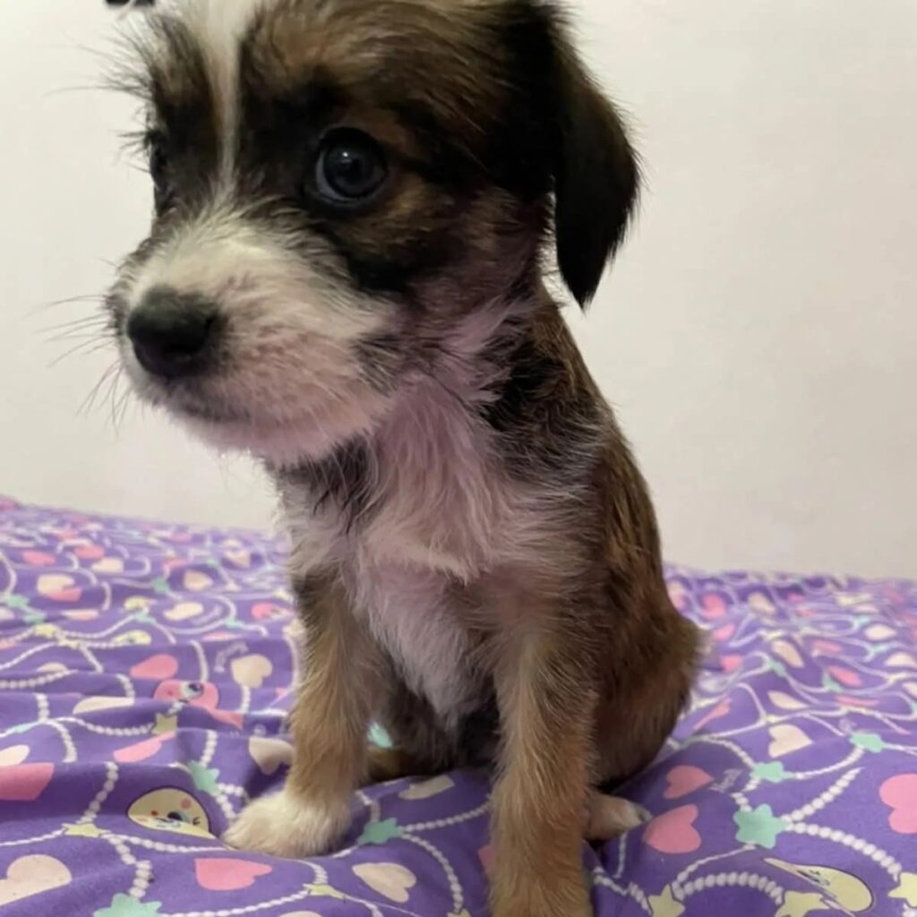 Adopción de perros y gatos en CDMX
