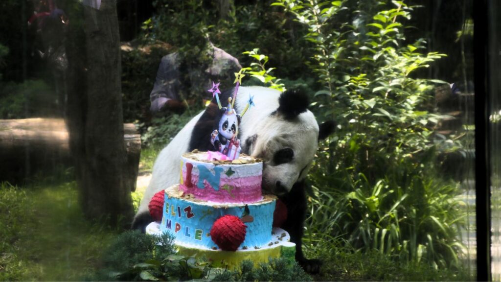 Xin Xin celebró con un delicioso pastel.