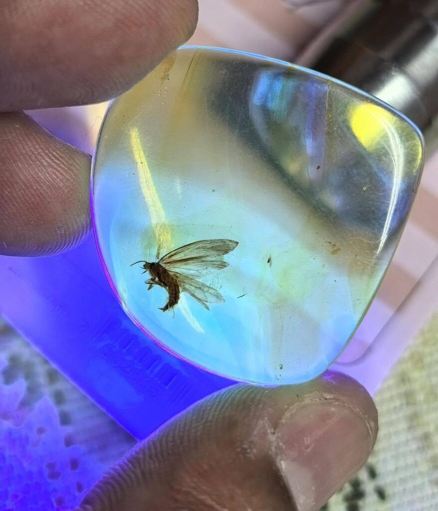 mosquito atrapado en una piedra mineral
