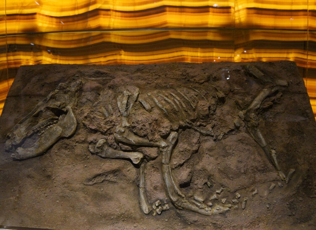 fósil exhibido en la exposición La Edad de Hielo en México