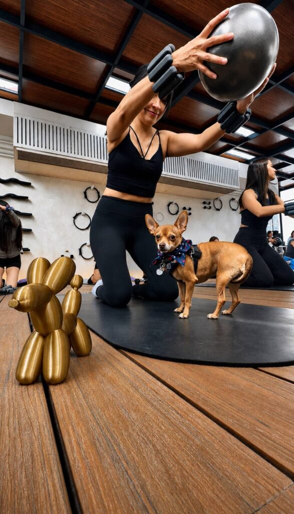 dog pilates