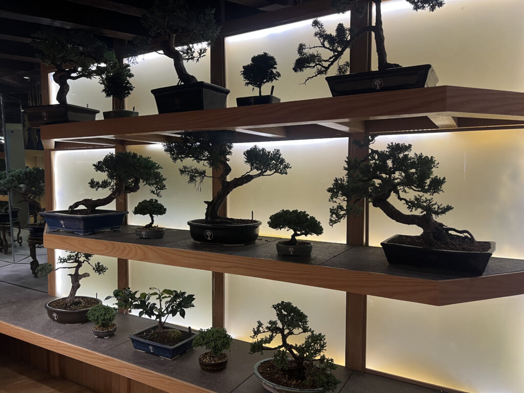 墨西哥城圣安赫尔藏着一家禅意盆景咖啡馆：品抹茶咖啡，赏百年盆