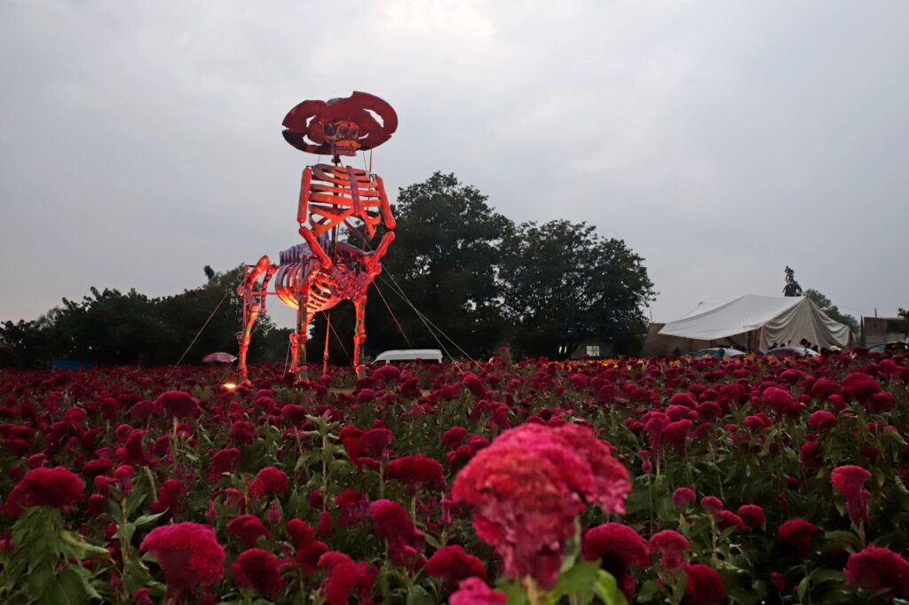 Una catrina gigante vigila los campos de cempasúchil en el Valle de Catrinas.