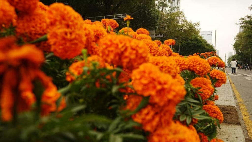 Actividades de Día de Muertos en CDMX