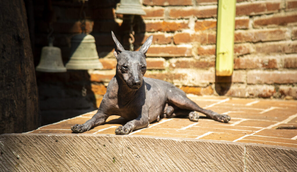 Primer Festival del Perro Xoloitzcuintle en CDMX