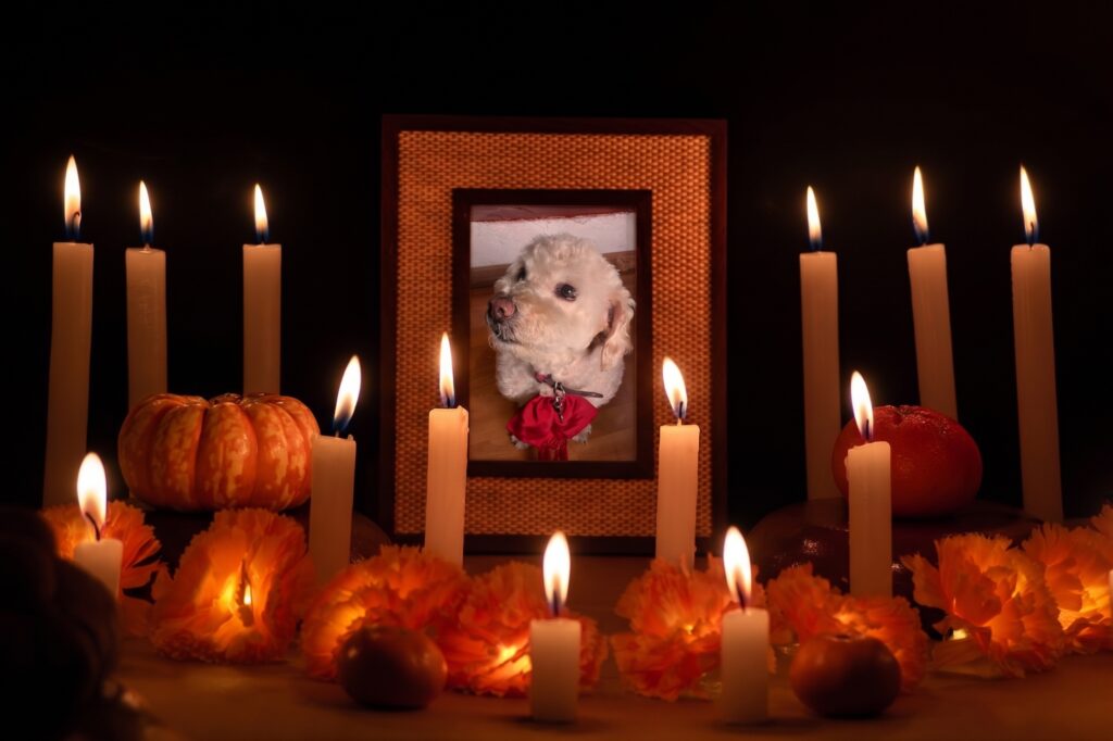 No olvides poner una foto de tu perrito para que encuentre el camino a casa.