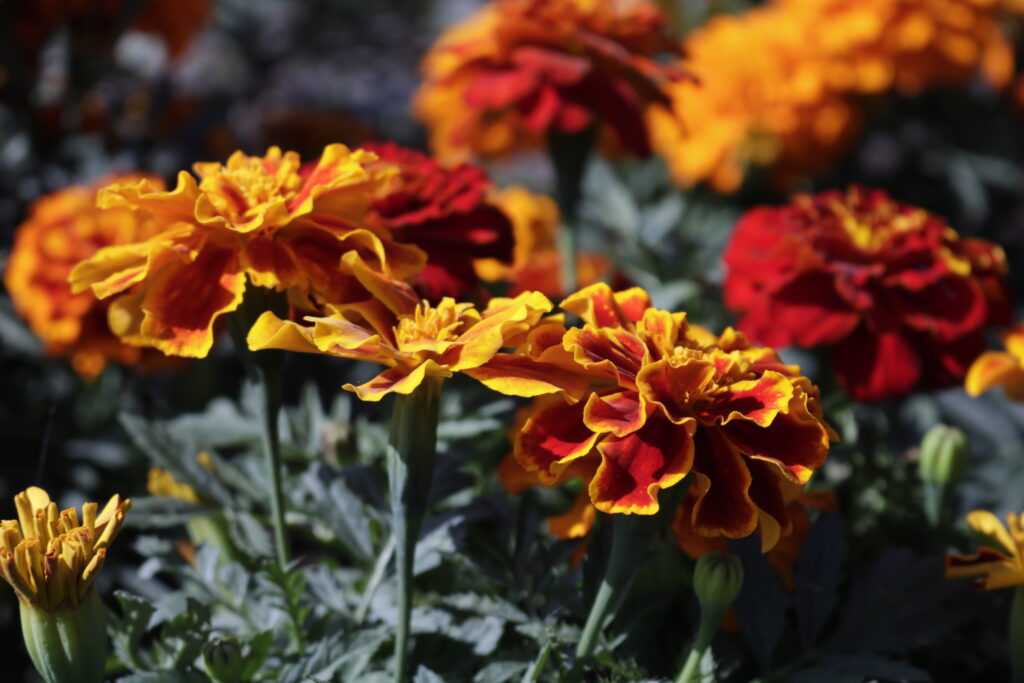 Las flores de cempasúchil necesitan sol para seguir luciendo perfectas.