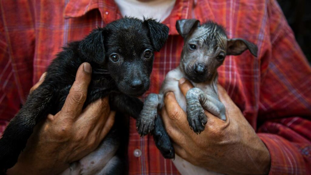 Primer Festival del Perro Xoloitzcuintle