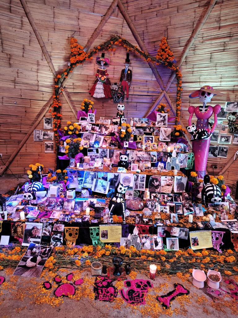 megaofrenda de gatitos