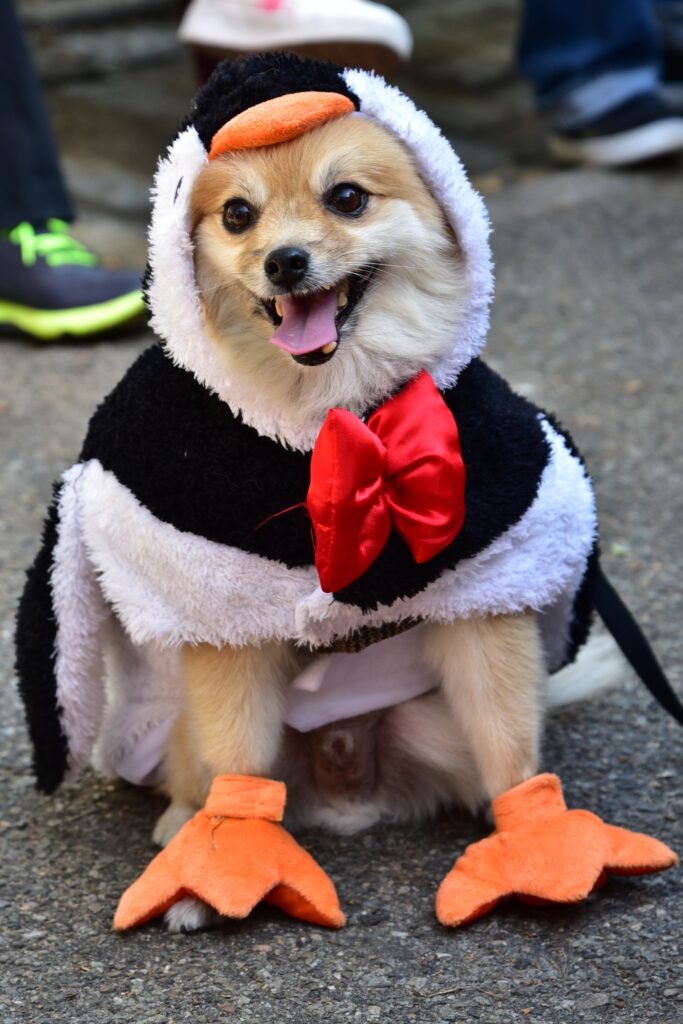 Lánzate con tu perrito a este Halloween en CDMX.