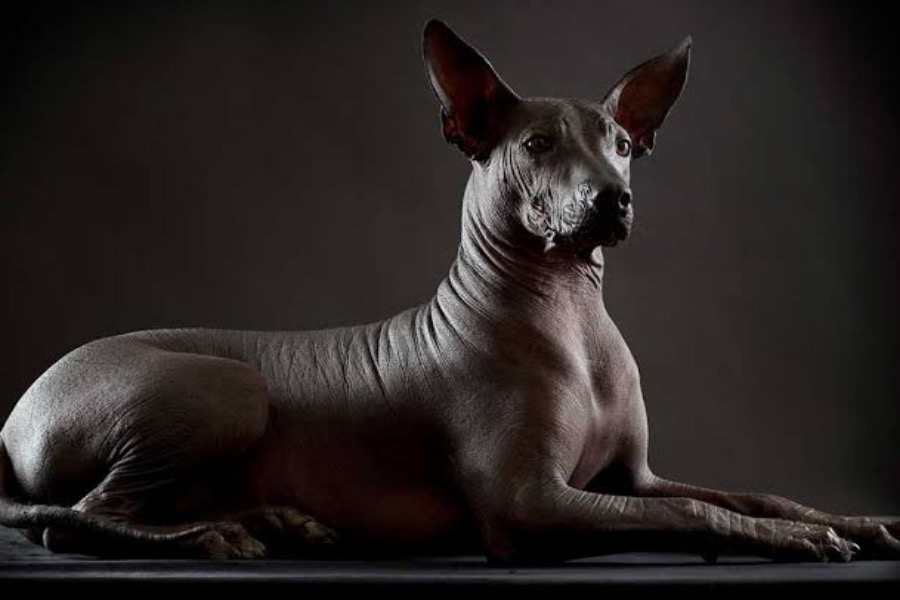 Perro Xoloitzcuintle
