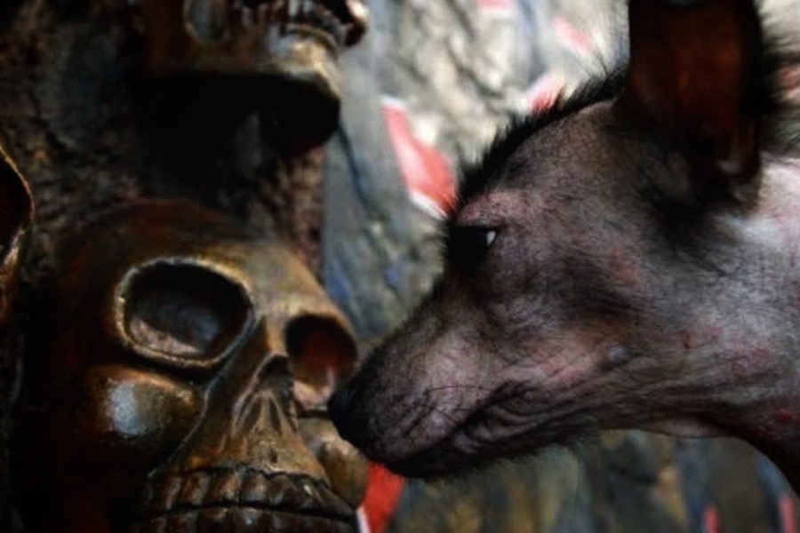 Festival del Perro Xoloitzuintle