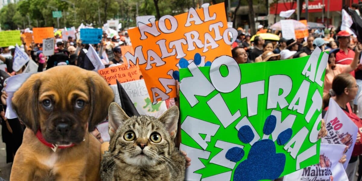 Chilango - Marcha por los animales en CDMX: ¿cuándo es y cuál es la ruta?