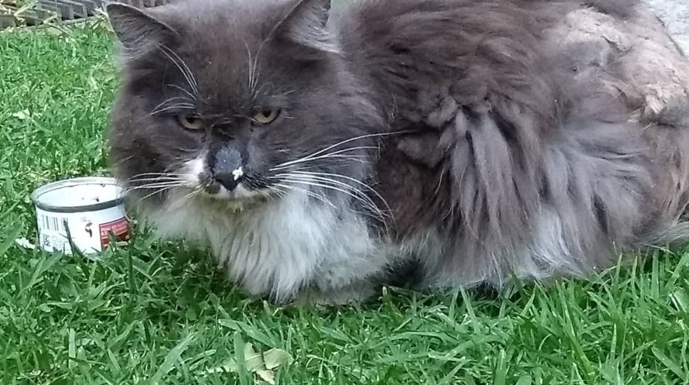gatos del Palacio Nacional