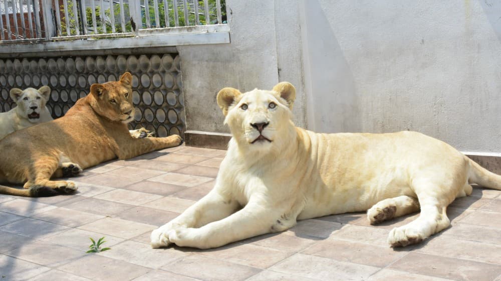 caso de leones en iztacalco