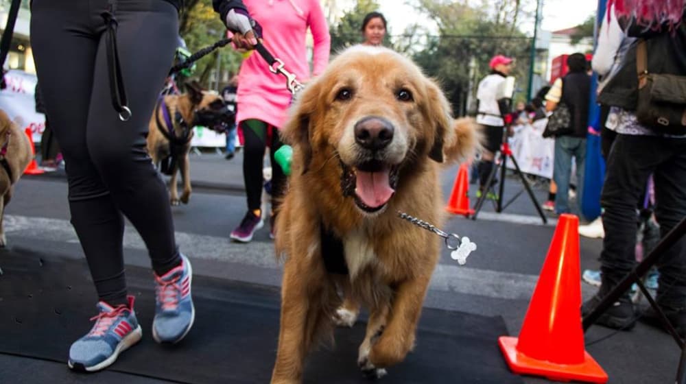 can fest en azcapotzalco