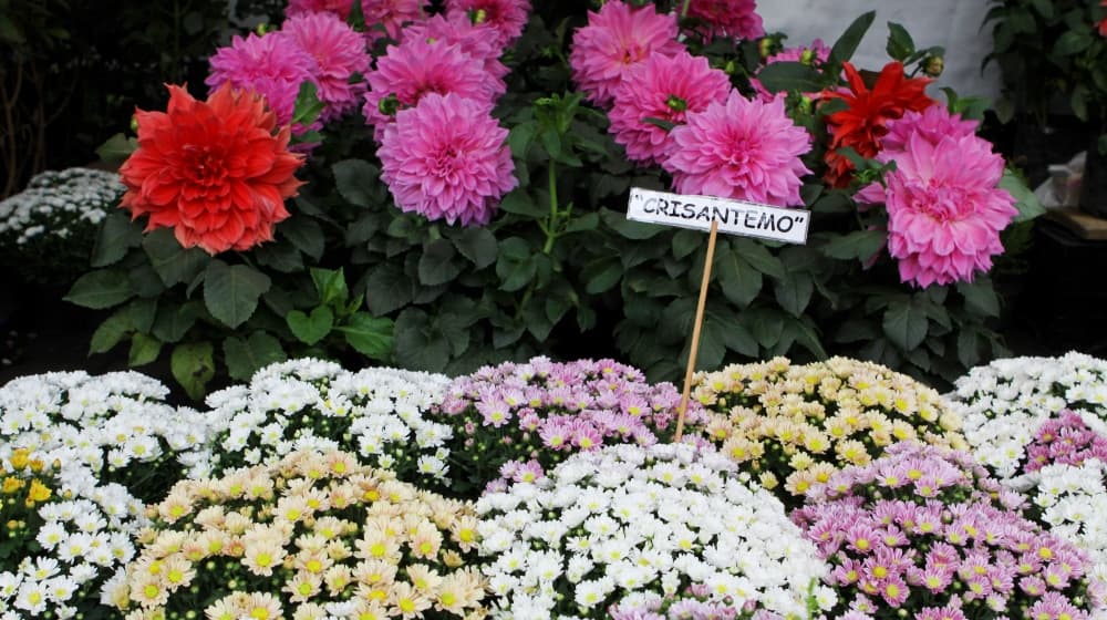 Festival de las flores de primavera