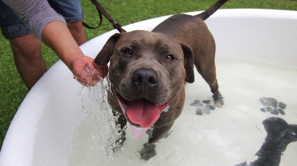 dog friendly en jardines de méxico