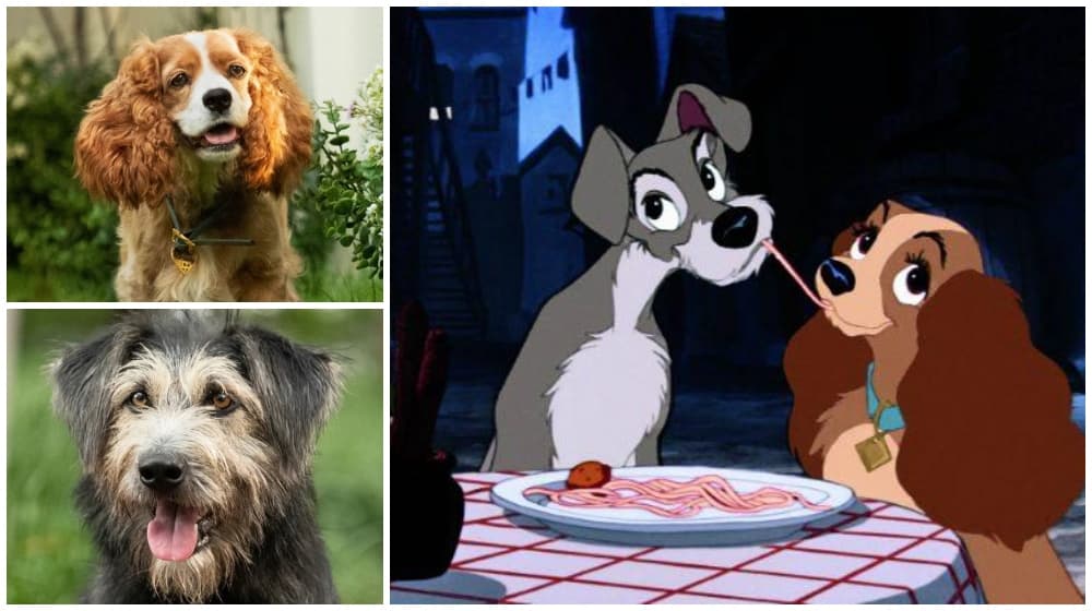 live action la dama y el vagabundo