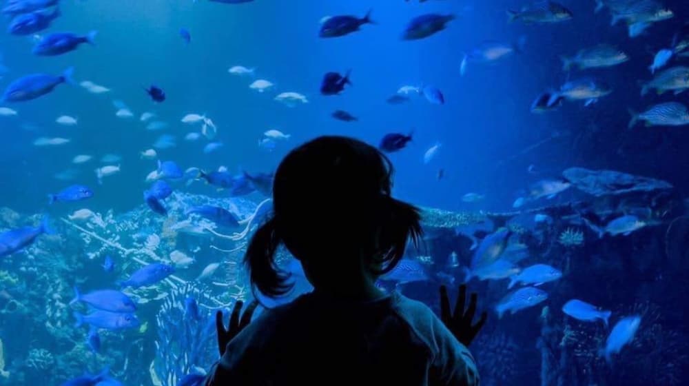 recorridos virtuales del Acuario Inbursa