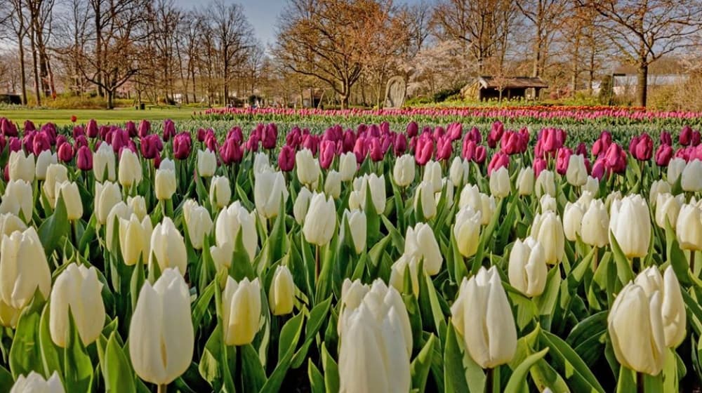 tours virtuales de campos flores