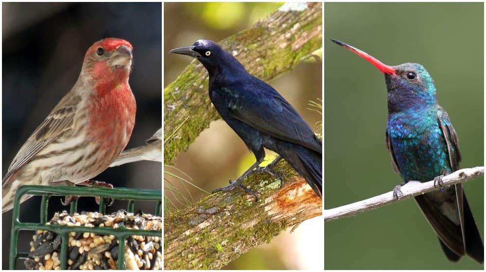 cantos de aves de la cdmx