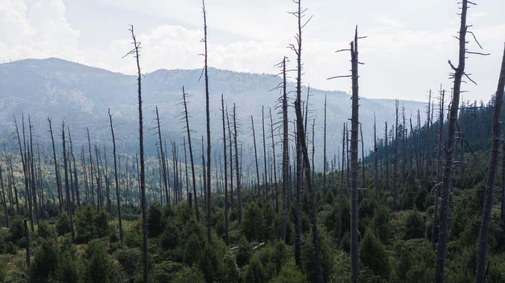 desierto de los leones