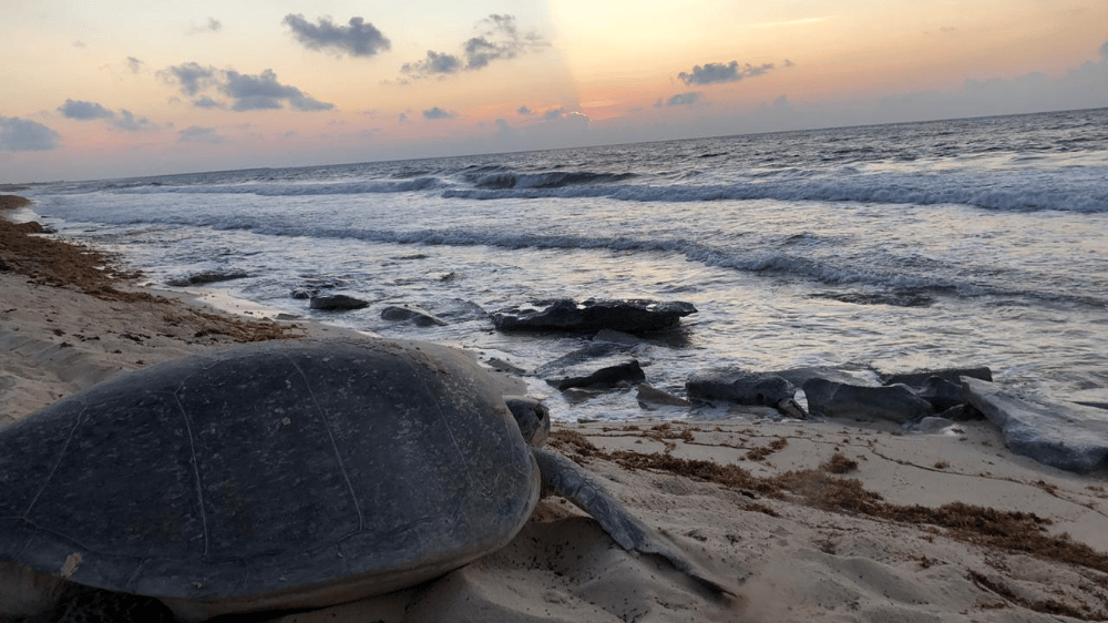 anidación de tortugas marinas en Cozumel