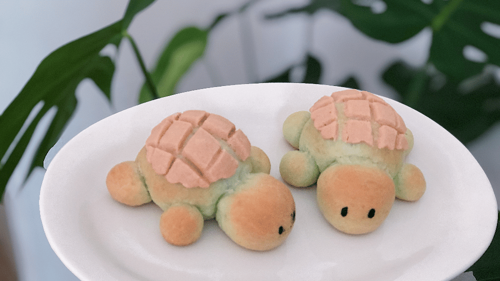 dónde comprar tortuconchas