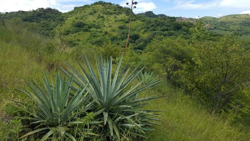 excursión pulquera
