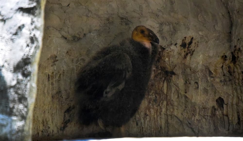 cóndor del Zoológico de Chapultepec