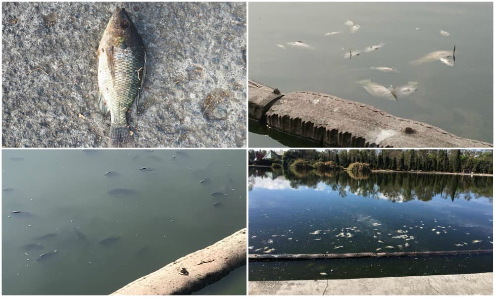 peces en chapultepec