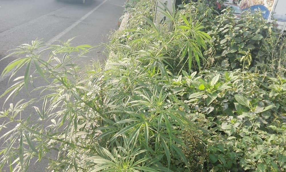 Encuentran marihuana en Periférico