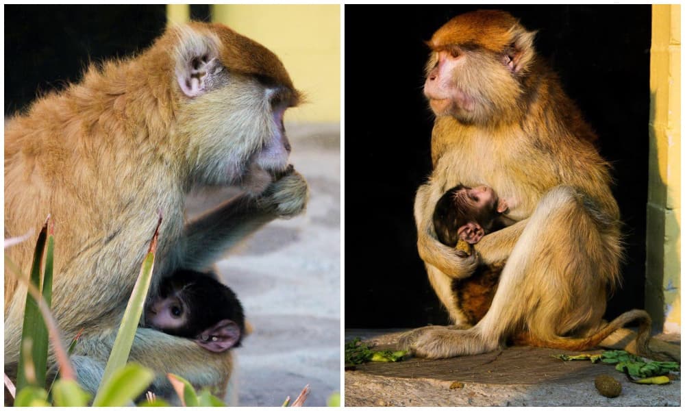 mono patas en el Zoológico de Aragón