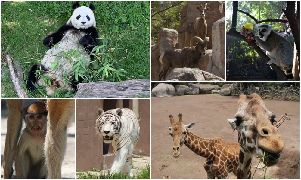 zoológicos de la CDMX durante la pandemia