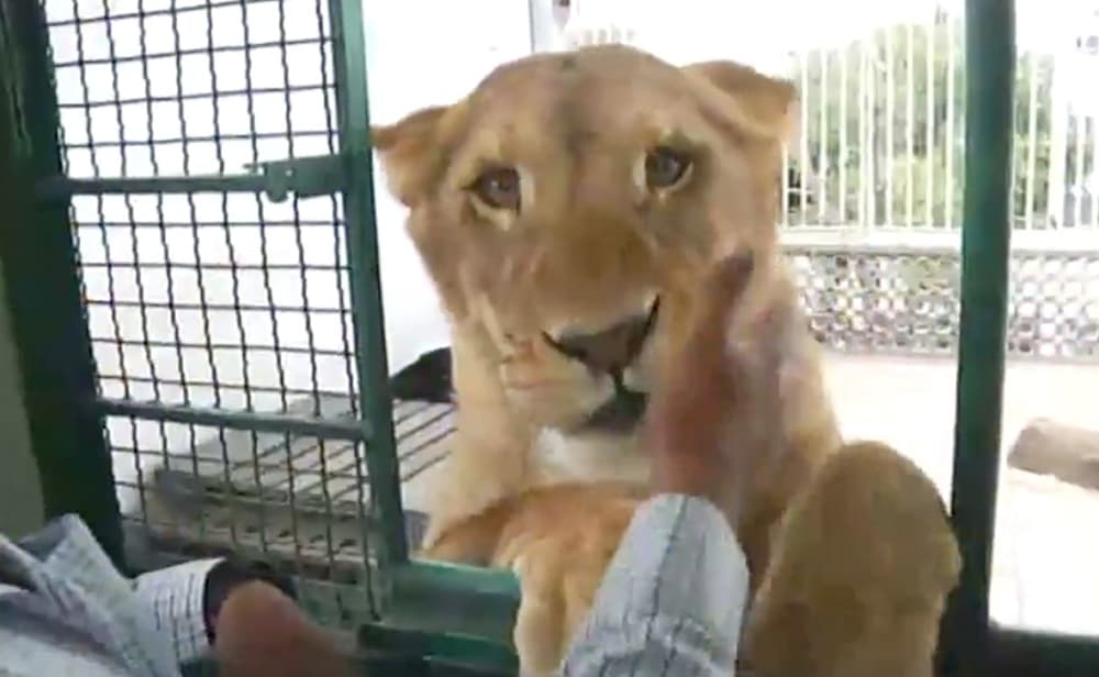 Welcome to the jungle: un hombre tiene a tres leones en la azotea