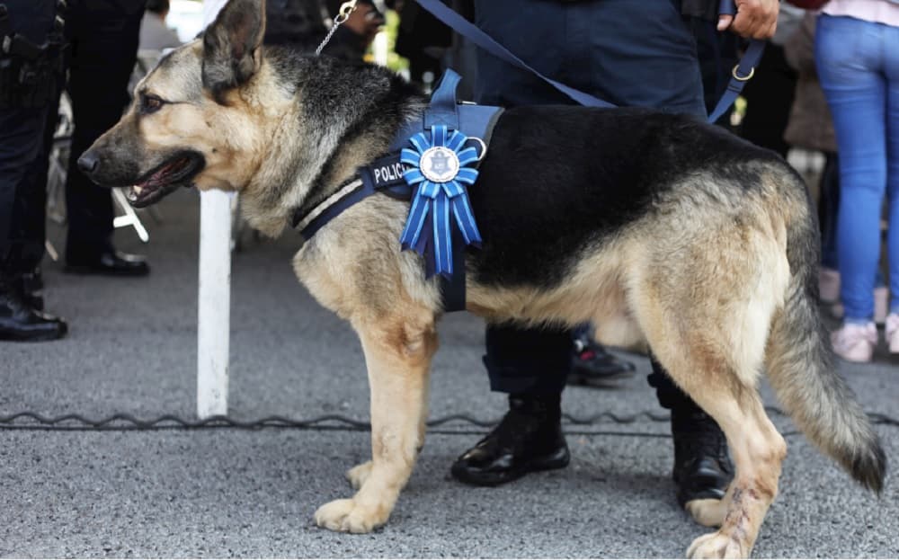 así puedes adoptar un perro de la policía federal
