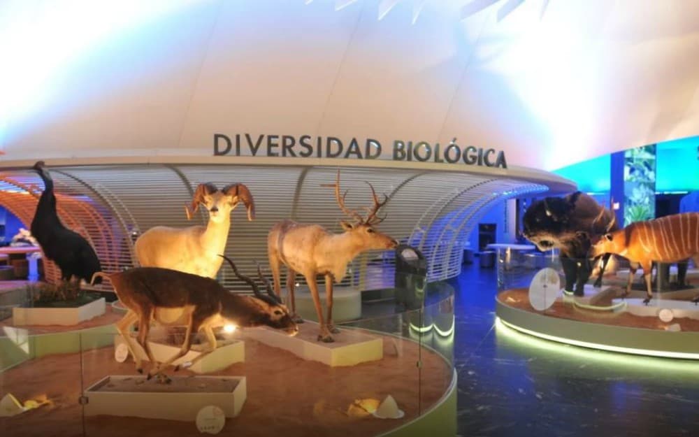 bóvedas del Museo de Historia Natural