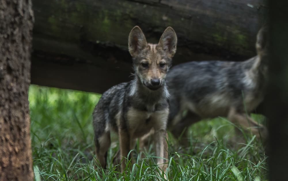 ¿Viste a los bebés lobos en la CDMX? ¡Ya tienen nombre!