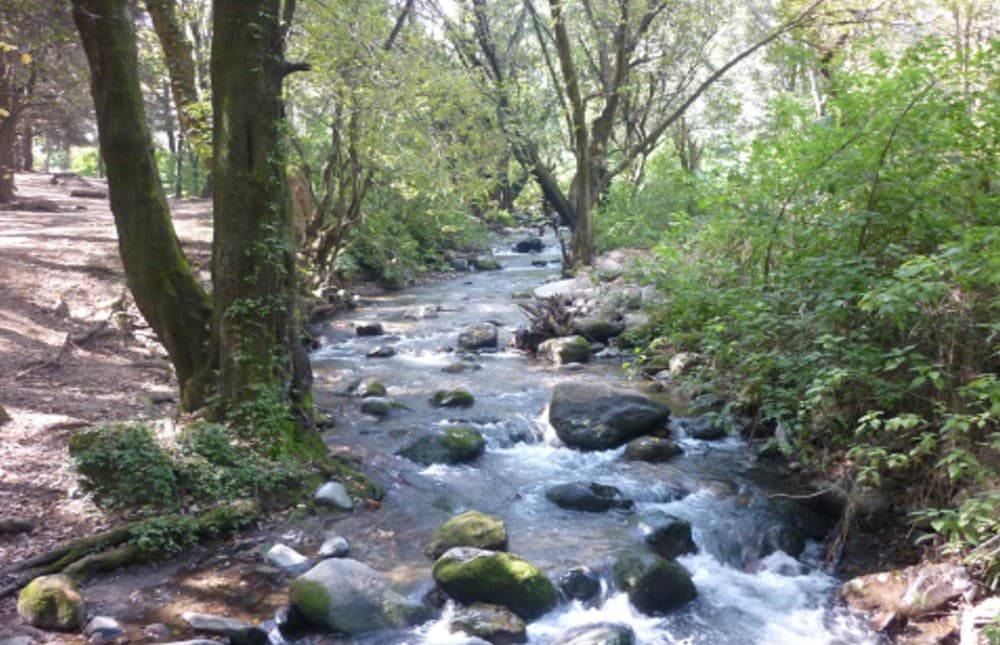 Los trabajos de saneamiento y rescate del Río Magdalena por fin concluyeron. Éste es el último río vivo de la Ciudad de México.