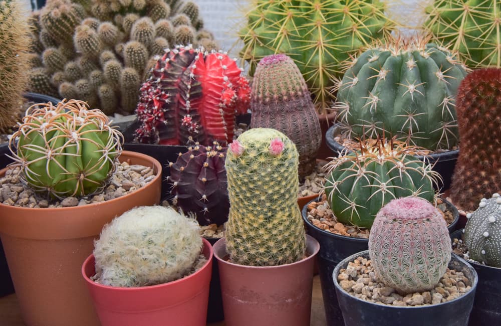 Festival de las cactáceas