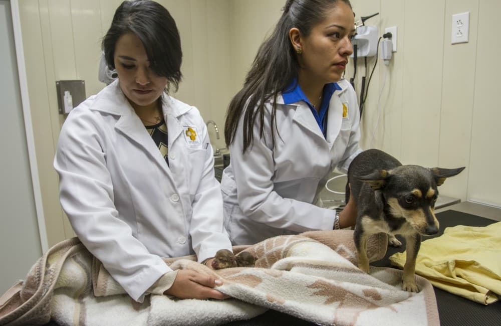 Habrá otro hospital veterinario en la Ciudad de México.