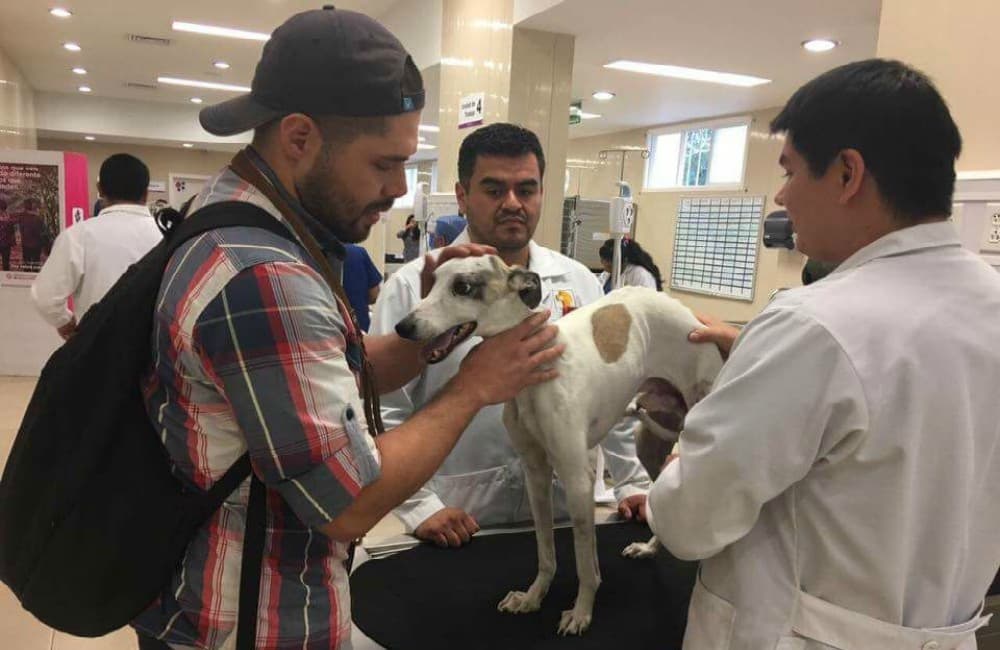 Ya comenzó la Semana Nacional de Vacunación Antirrábica 2018