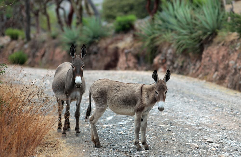 Feria nacional del burro