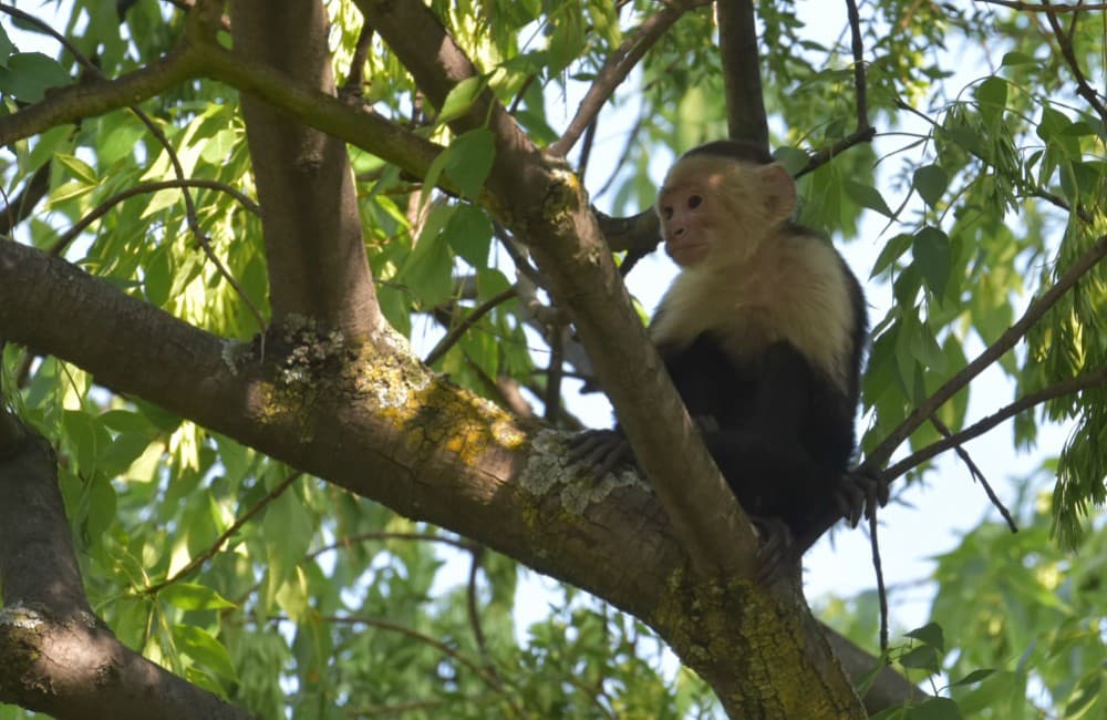 ¿Cómo sobrevivió el mono capuchino en la Ciudad de México?