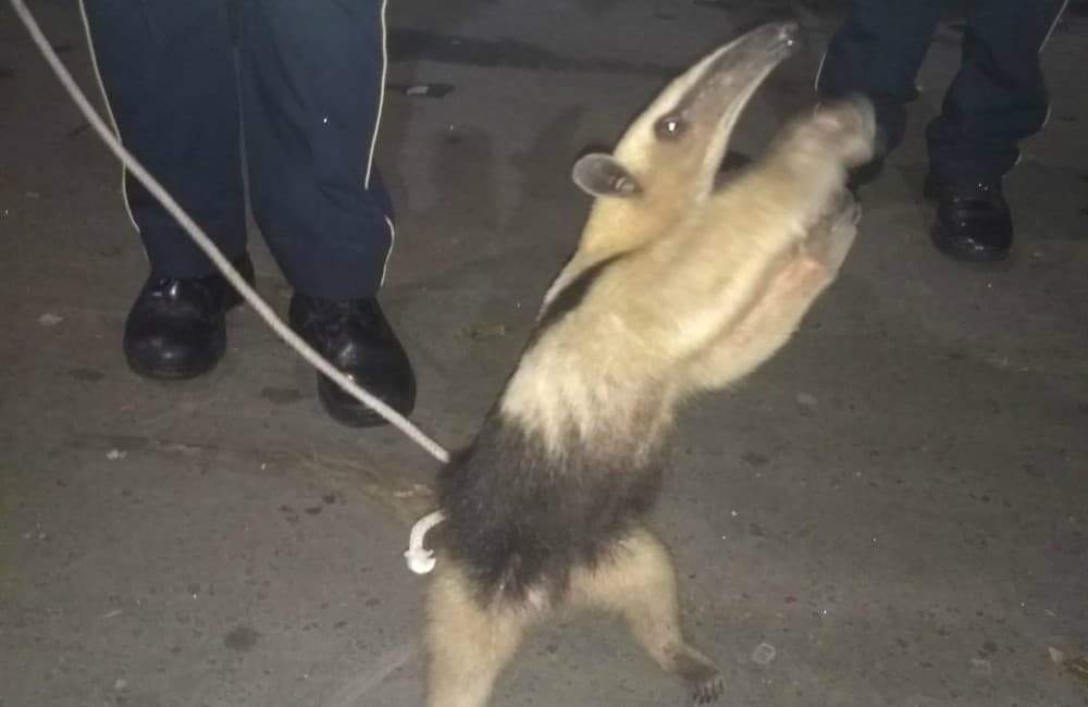 Policías rescataron un oso hormiguero en la CDMX